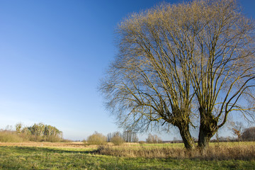 Obraz premium Beautiful large willow without leaves