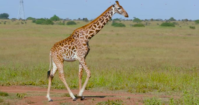 Masai Giraffe Walking; Nairobi National Park; Nairobi, Kenya, Africa