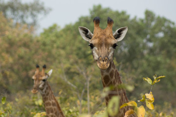 A pair of wild giraffes in Senegal, Africa