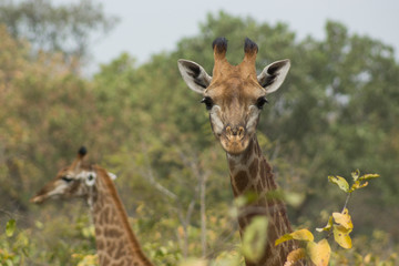 A pair of wild giraffes in Senegal, Africa