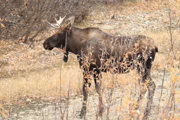 Bull Moose Yucon, Canada