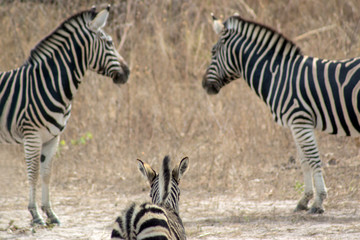 Fototapeta na wymiar A family of Zebras in the wild in Senegal