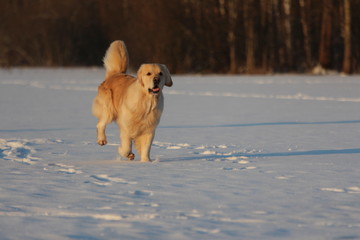 Golden Retriever  is running. Winter. 
