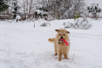 Pies z zabawką na śniegu
