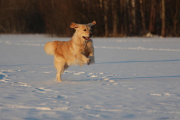 Golden Retriever  is running. Winter. 
