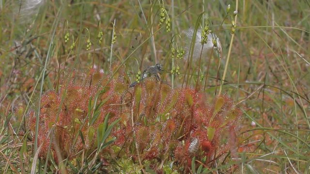 Carnivorous plant sundew caught dragonfly
