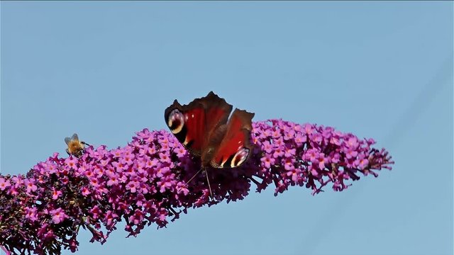 Peacock (Inachis Io), Butererfly Bees; Butterflies; Buddleia Davidii Bush In Garden