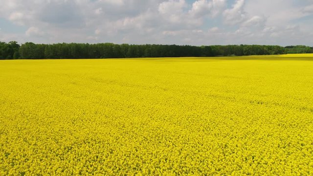 Czech, field, rapeseed oil, summer, sky, yellow, blooming, rape, landscape, plant
