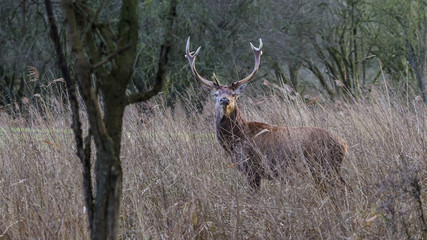 Male Red Deer in winter