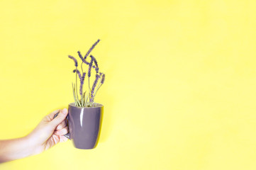 top view female hand holding a purple mug with lavander on yellow background