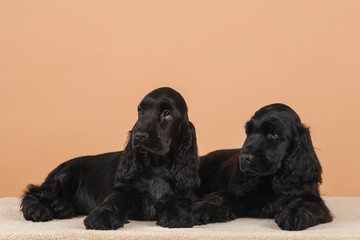 dog english cocker spaniel