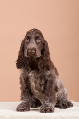 dog english cocker spaniel