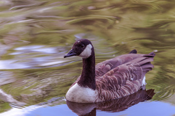Canada Goose. 