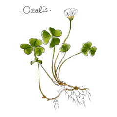 Wild plant oxalis hand drawn in color. Herbal medicine vector illustration.