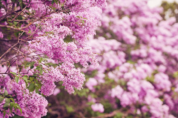 Beautiful fresh purple violet flowers. Close up of purple flowers.