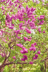 Obraz premium Lilac blooms. A beautiful bunch of lilac closeup. Green branch with spring flowers.
