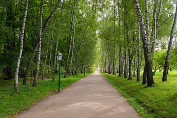 Beautiful avenue of birch trees in early fall in the estate of Leo Tolstoy at Yasnaya Polyana, Tula region, Russia. It leads from the gate of the estate to the writer's house