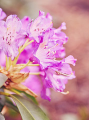 Blooming pink rhododendron in the garden