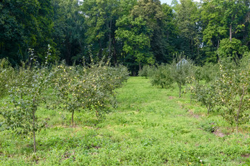 Orchard or garden of apple trees in the summer against the background of large trees