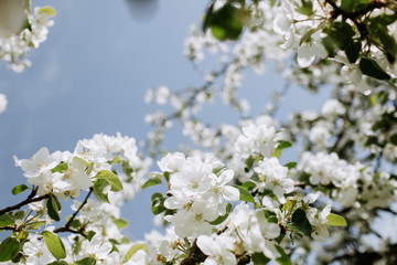 Apple blossoms at spring