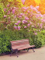 A bench under the lilac tree