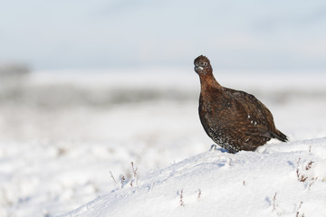 Female Red Grouse on snow covered Lammermuir Hills in East Lothian (Lagopus lagopus)