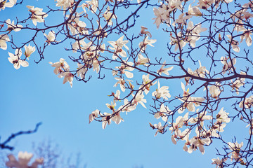White magnolia flowering background. Botanical background.