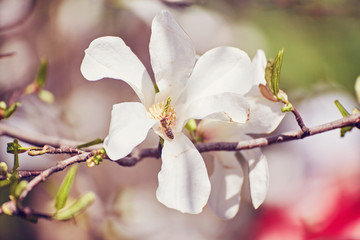 White magnolia flower