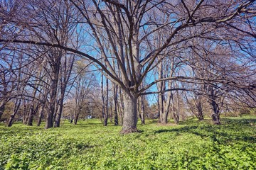 spring forest trees. nature green wood