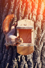 Funny squirrel sitting in a manger
