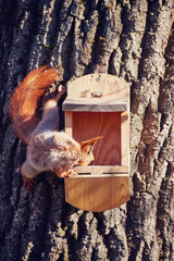 squirrel sits on a tree in the manger