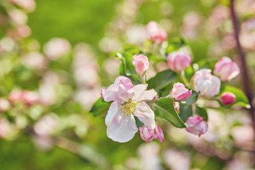 Fototapeta na wymiar blossoming apple tree with white flowers
