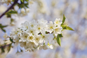 blossoming apple tree with white flowers