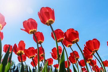 red tulips under the spring sun on a background of blue sky