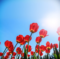 Obraz premium red tulips under the spring sun on a background of blue sky. A place in the sky you can use for your text