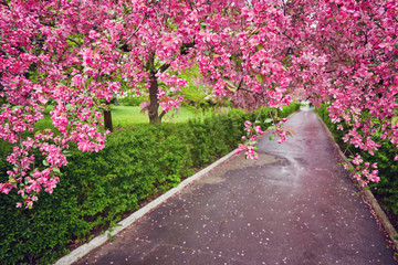 Decorative red apple tree flowers blossoming at spring time, floral background
