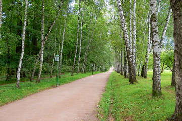 Fototapeta premium Beautiful avenue of birch trees in early fall in the estate of Leo Tolstoy at Yasnaya Polyana, Tula region, Russia. It leads from the gate of the estate to the writer's house