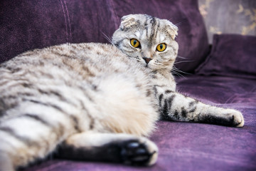 Fototapeta na wymiar Scottish fold cat lying on the couch and watching the red eyes