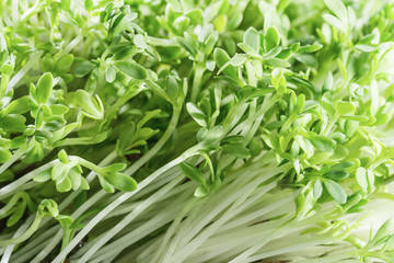  Cress-salad sprouts. Fresh green herbs. Healthy food.