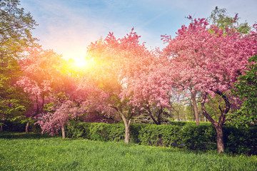 Obraz na płótnie Canvas Ornamental garden with majestically blossoming large cherry trees