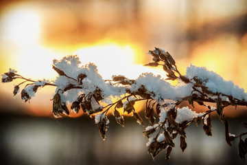 branch plants with the fallen snow in the winter forest at sunset