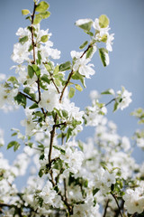 Apple blossoms at spring