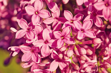 Macro image of spring lilac violet flowers