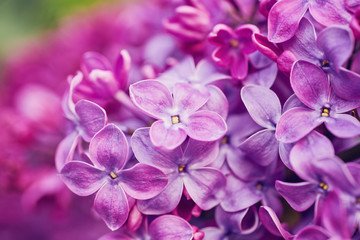 Macro image of spring lilac violet flowers