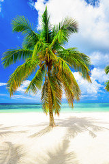 Fototapeta na wymiar paradise beach beautiful white sand with palm tree in the resort of caribbean