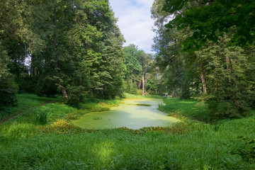 A small lake in the forest is covered with duckweed