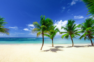 Obraz premium paradise beach beautiful white sand with palm tree in the resort of caribbean