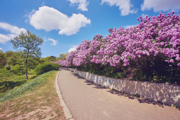 path in the park along the lilac trees