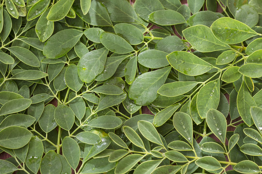 Green and fresh leaves of organic moringa - Moringa oleifera © Luis Echeverri Urrea