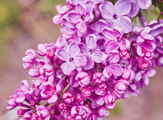 Fragrant lilac blossoms Syringa vulgaris . Shallow depth of field